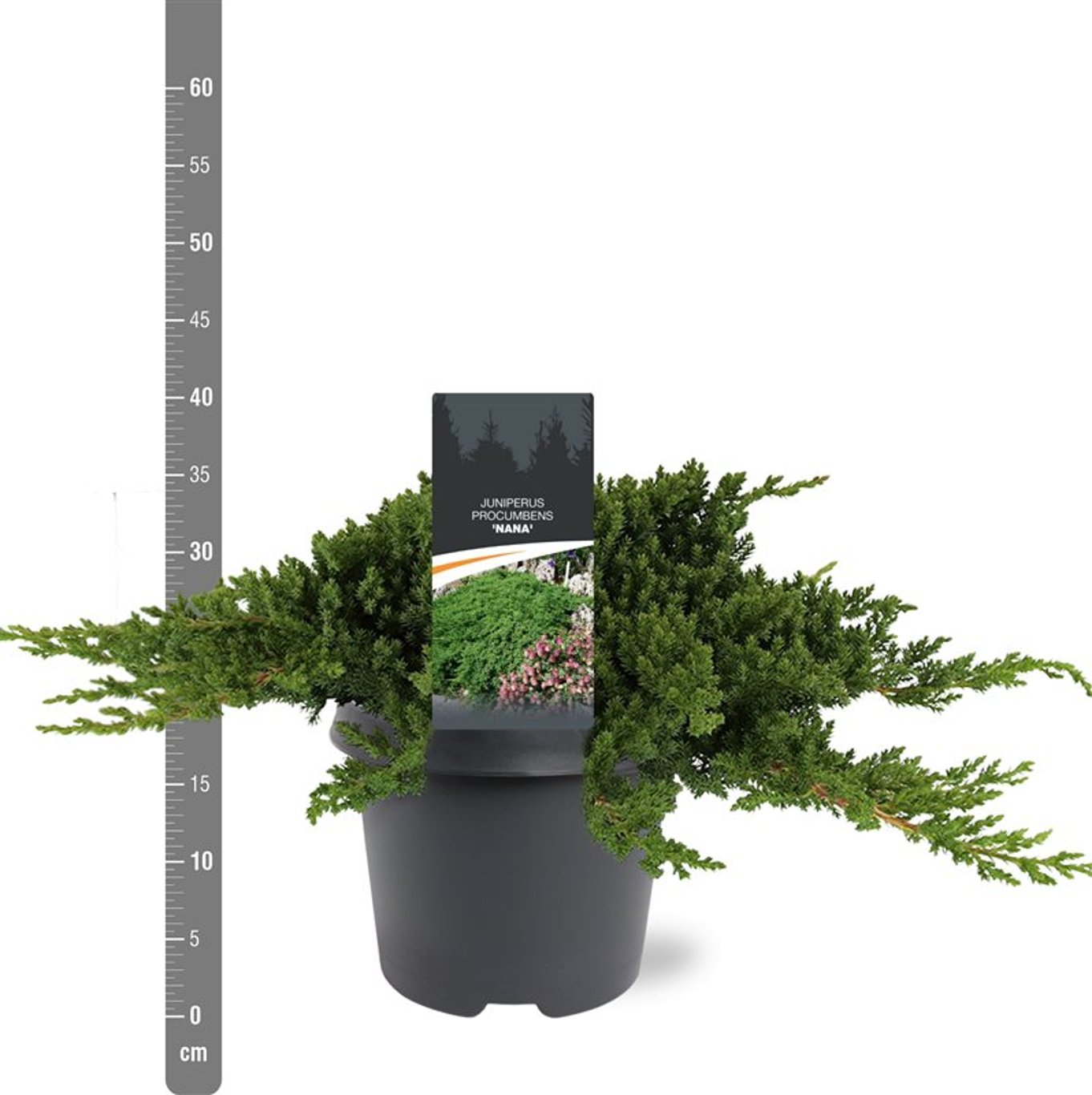 Kryp-en – Juniperus procumbens 'Nana' - C5 30-40 CM